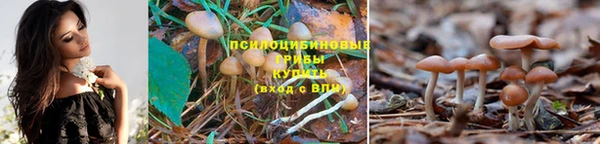 сатива Армянск